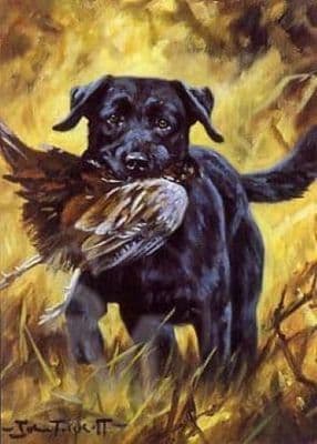 Black Labrador Greeting Card 'Good Boy' by John Trickett C116