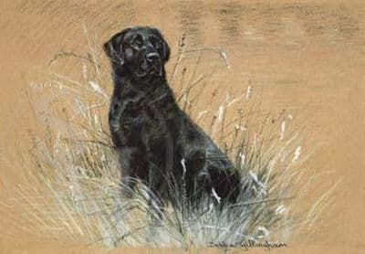 Black Labrador Limited Edition Print 'At Work' by Debbie Gillingham