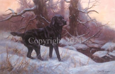 Black Labrador Limited Edition Print 'Black and White' by John Trickett