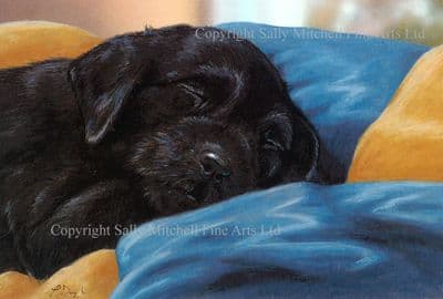 Black Labrador Limited Edition Print 'Bliss - Black Labrador' by Paul Doyle