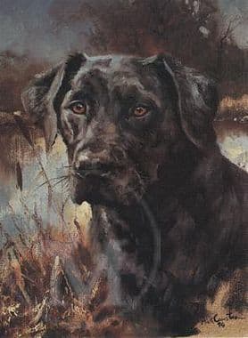 Black Labrador Limited Edition Print 'Head of a Black Labrador' by Mick Cawston