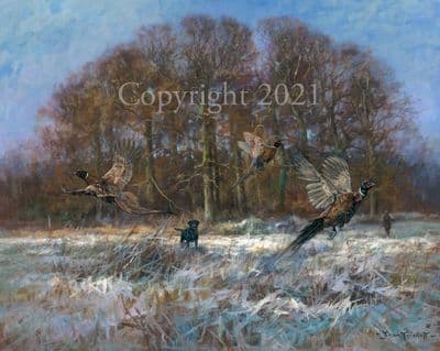 Black Labrador Limited Edition Print 'Pheasant Burst' by John Trickett