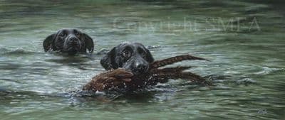 Black Labrador Limited Edition Print 'Water Sports' by Paul Doyle