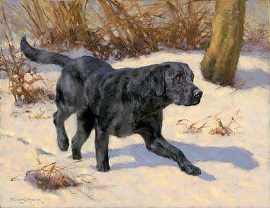 Black Labrador Original Oil Painting by Fred Haycock