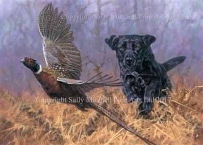 Black Labrador Pheasant Blank Greetings Card 'Young Lab at Work' by John Trickett C529