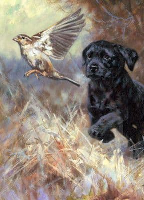 Black Labrador Pup Christmas Cards 'First Flush' by John Trickett C457X