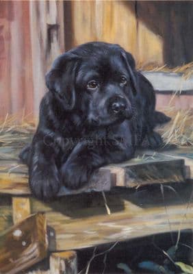 Black Labrador Pup Greetings Card 'Taking a Break' by John Trickett C90