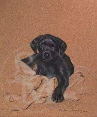 Black Labrador Puppy Limited Edition Print 'Home Comforts' by Debbie Gillingham