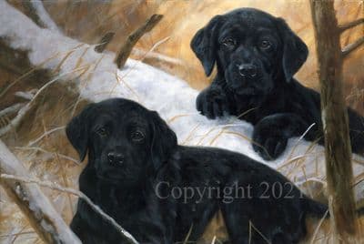 Black Labrador Puppy Pack of 10 Christmas Cards 'Under and Over' by John Trickett C646X