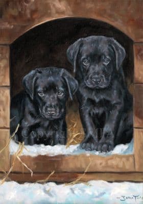 Black Labrador Pups Christmas Cards 'Just Looking' by John Trickett C243X