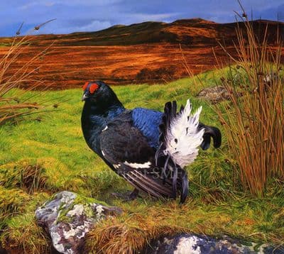 Blackcock Game Bird Limited Edition Print 'Blackcock' by Jonathan Pointer