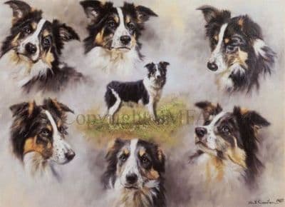 Border Collie Blank Greetings Card 'Border Collie' by Mick Cawston B141