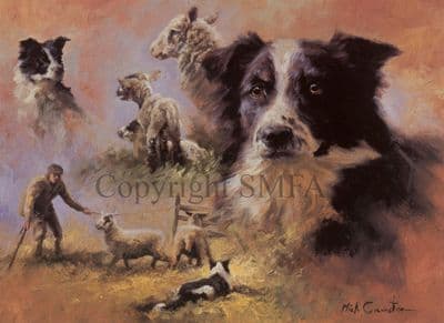 Border Collie Blank Greetings Card 'Border Collies' by Mick Cawston  B37