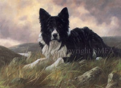 Border Collie Blank Greetings Card 'Collie on the Hillside by John Trickett B166