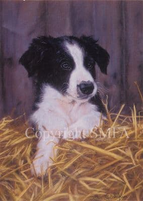 Border Collie Blank Greetings Card 'Contented' by Debbie Gillingham C240