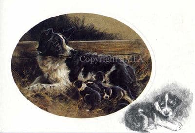 Border Collie Blank Greetings Card 