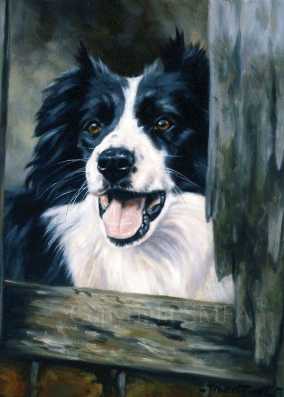 Border Collie Blank Greetings Card 'Ready For The Day' by John Trickett C189