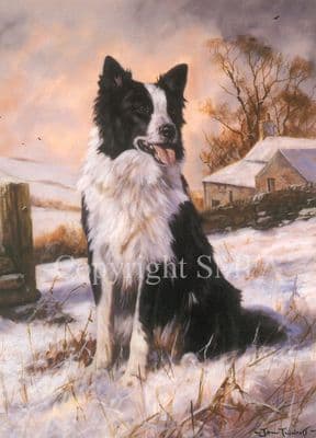 Border Collie Blank Greetings Card 