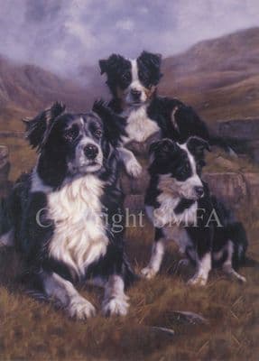 Border Collie Blank Greetings Card 'The Apprentices' by John Trickett C283