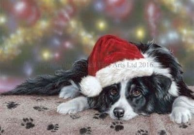 Border Collie Dog Christmas Cards 'Waiting for Santa' by Paul Doyle C393X