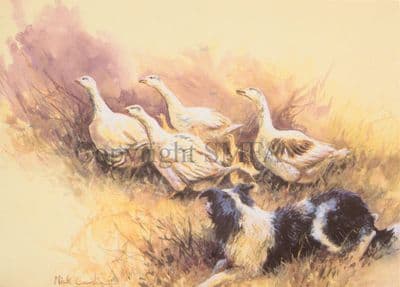 Border Collie Geese Blank Greetings Card 'Getting Some Practice' by Mick Cawston B126