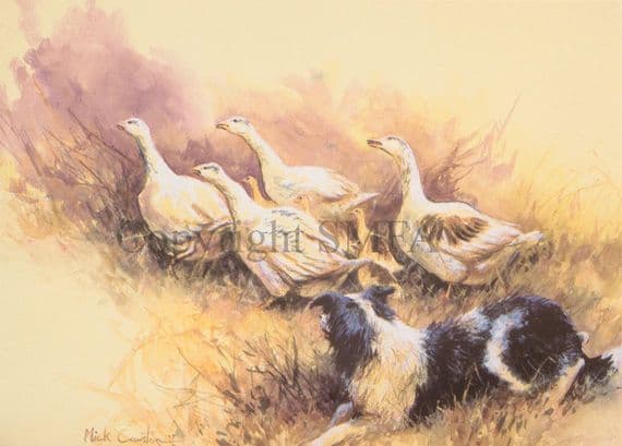 Border Collie Geese Blank Greetings Card 'Getting Some Practice' by Mick Cawston B126