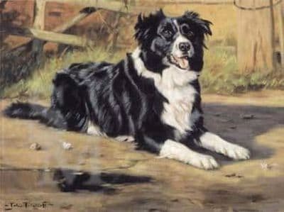 Border Collie Greetings Card 'Anticipation' by John Trickett C165
