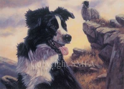 Border Collie Greetings Card 'The Collie'  by John Trickett C62