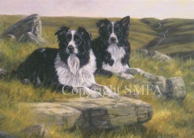 Border Collie Greetings Card 'Waiting For The Whistle' by John Trickett C109