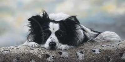 Border Collie Limited Edition Print 'Dog Days' by Paul Doyle