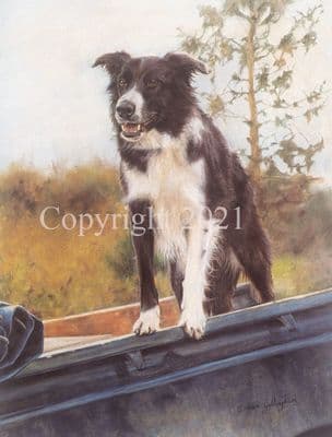 Border Collie Limited Edition Print 'Homeward Bound' by Debbie Gillingham