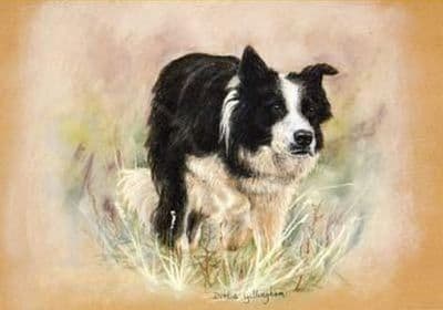 Border Collie Limited Edition Print 'On Duty' by Debbie Gillingham