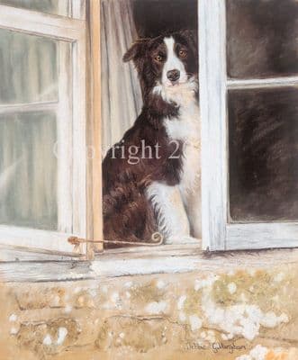 Border Collie Limited Edition Print 'Room With A View' by Debbie Gillingham