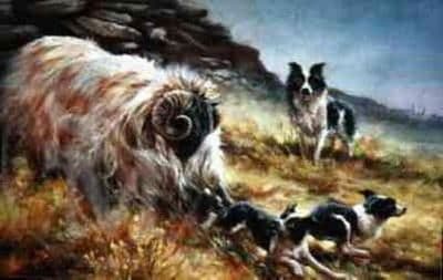 Border Collie Limited Edition Print 'Too Much Too Soon' by Mick Cawston