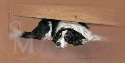 Border Collie Limited Edition Print 'Understated' by Debbie Gillingham