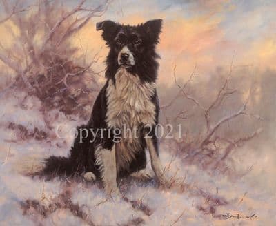 Border Collie Limited Edition Print 'Winter Worker' by John Trickett