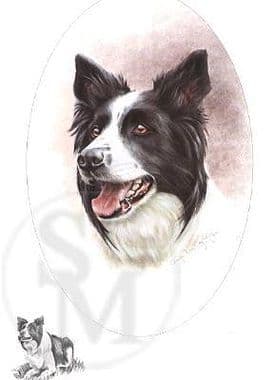 Border Collie Open Edition Print 'Border Collie' by Josephine Copley