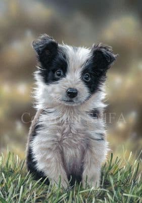 Border Collie Puppy 'The Youth of Today' by Paul Doyle