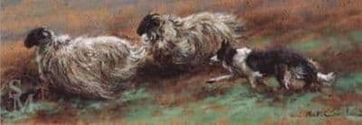 Border Collie Sheep Blank Greetings Card 