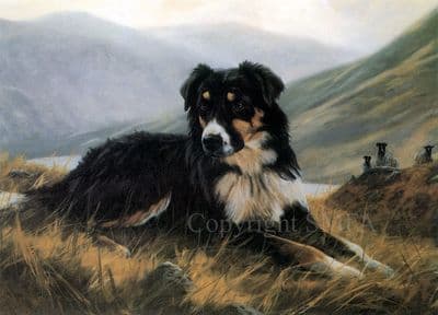 Border Collie 'Tri Colour Collie' Blank Greetings Card by John Trickett C24