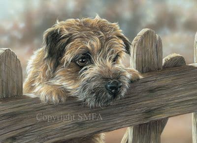 Border Terrier Blank Greetings Card 'Border Fence' by Paul Doyle C522
