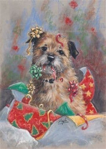 Border Terrier Christmas Cards 'Under Wraps'  by Paul Doyle C476X