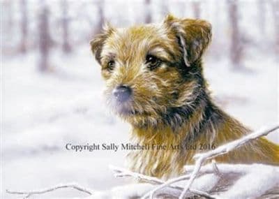 Border Terrier in Snow Christmas Cards 'Snow Border' by Paul Doyle C84X