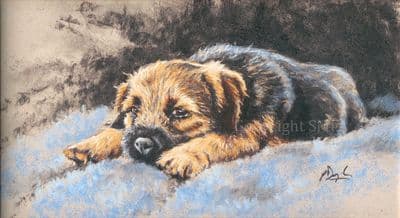 Border Terrier Limited Edition Canvas Print 'Snoozy' by Paul Doyle