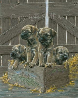 Border Terrier Limited Edition Print  'A Playful Vintage' by Paul Doyle