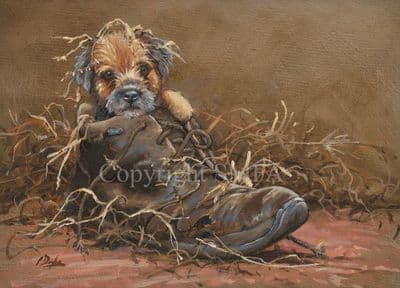 Border Terrier Limited Edition Print 'Boot Boy' by Paul Doyle DOYG-188