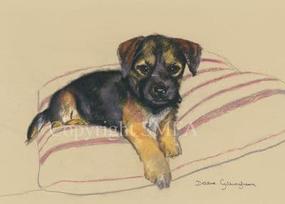 Border Terrier Limited Edition Print 'Border Pup' by Debbie Gillingham