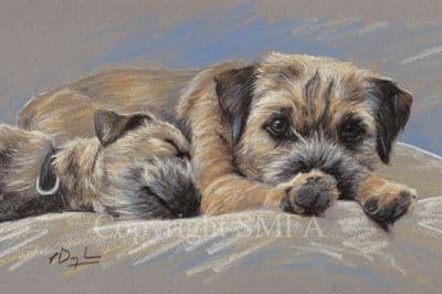 Border Terrier Limited Edition Print 'Chill Time' by Paul Doyle
