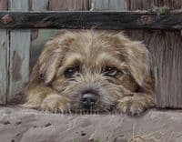 Border Terrier Limited Edition Print 'Mischief and Mayhem' by Paul Doyle