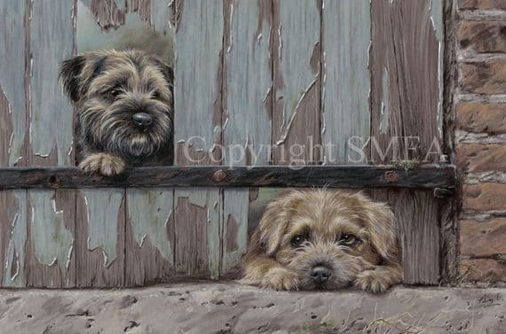 Border Terrier Limited Edition Print 'Mischief and Mayhem' by Paul Doyle